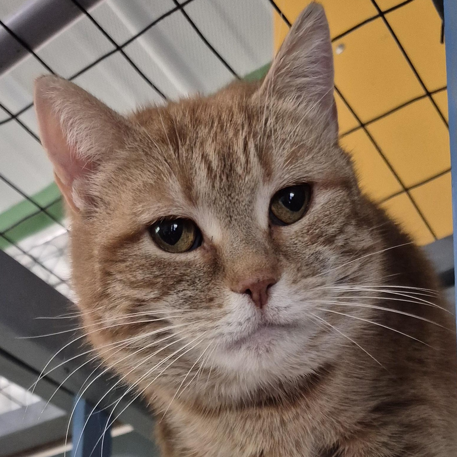 Cleopatra, ADOPTABLE, Young Female Domestic Short Hair.