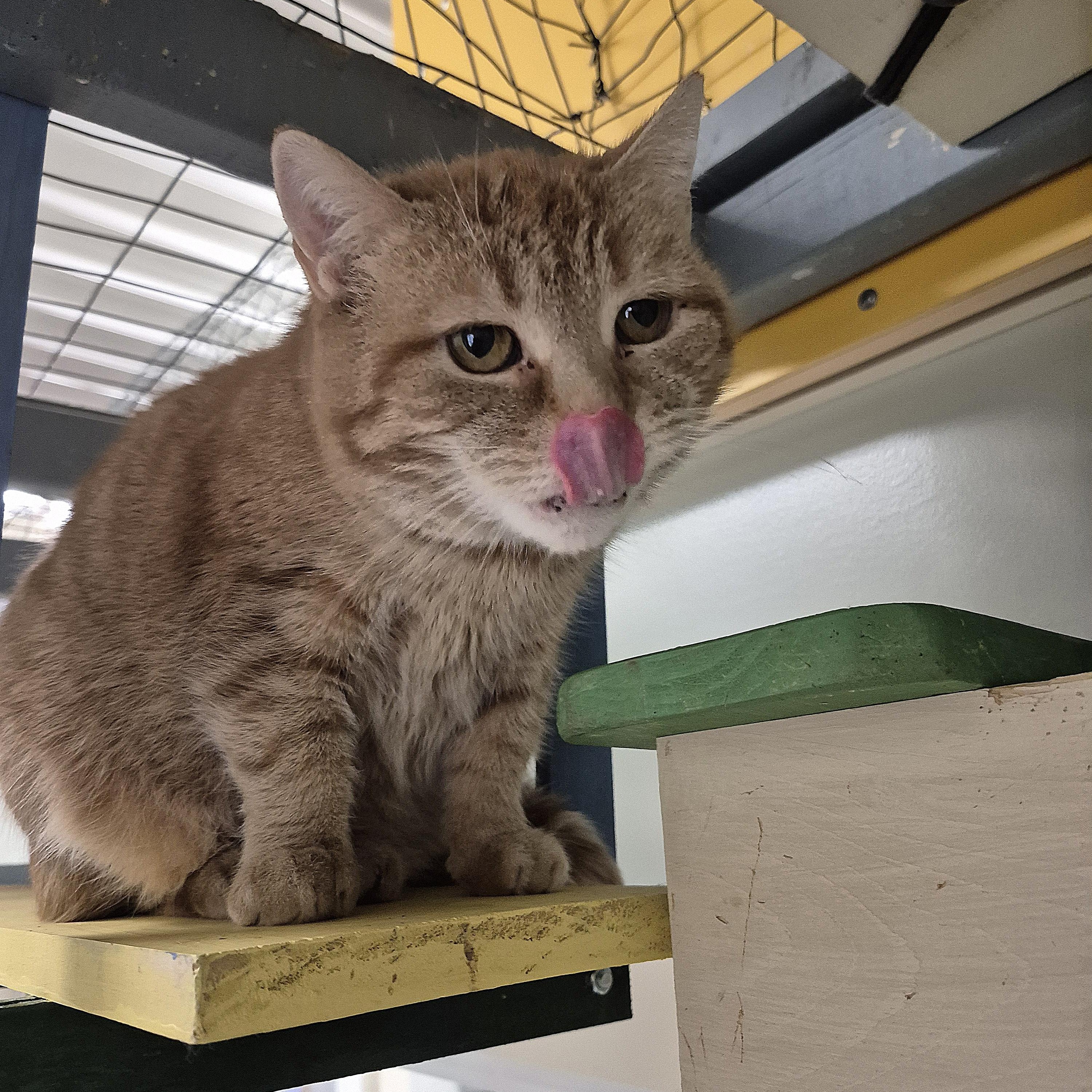 Enlarge Cleopatra, a ADOPTABLE Domestic Short Hair in Tioga, PA image 4/5