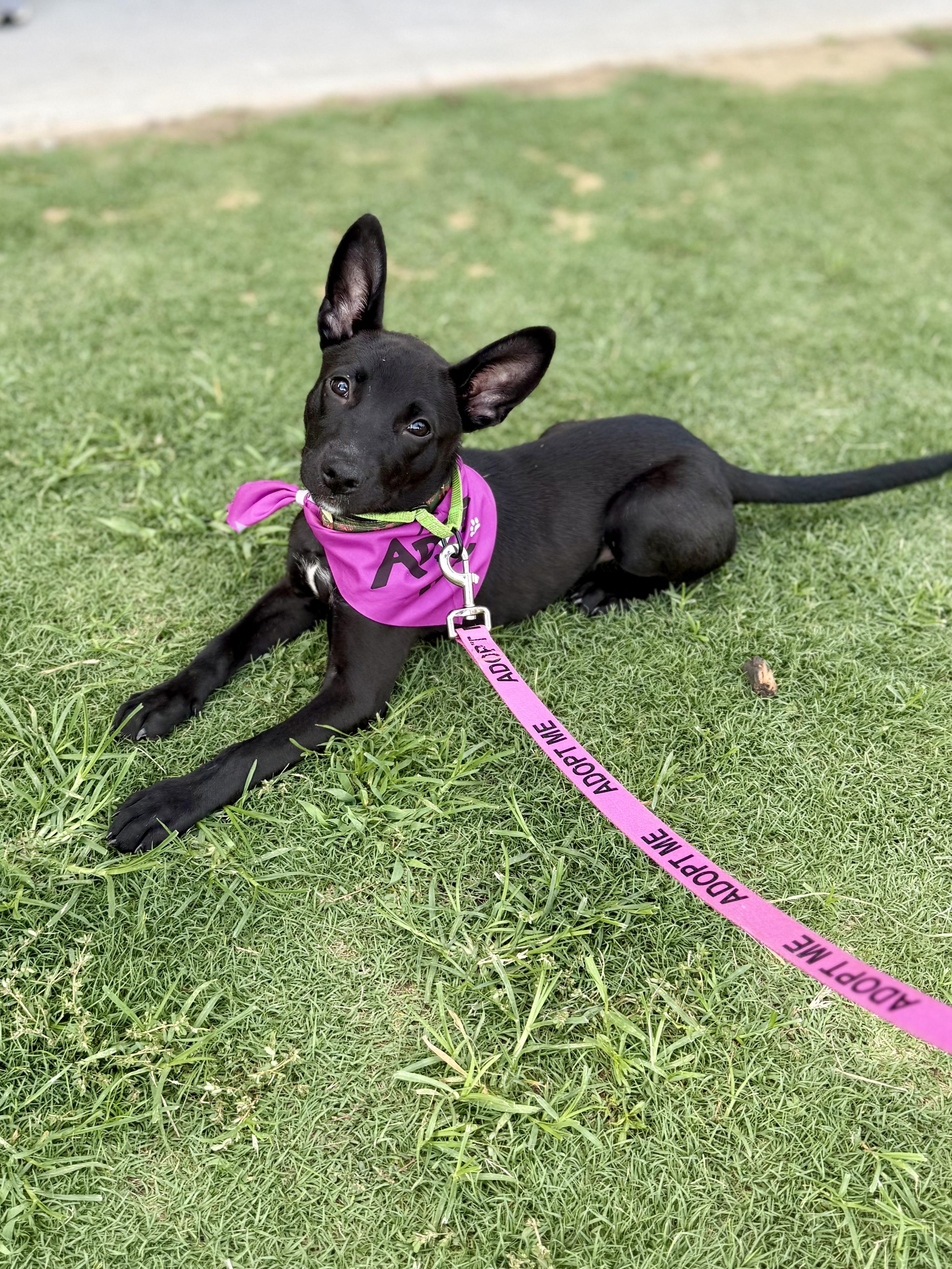 ZOE, a ADOPTABLE mixed breed in Fuquay Varina, NC image 5/6