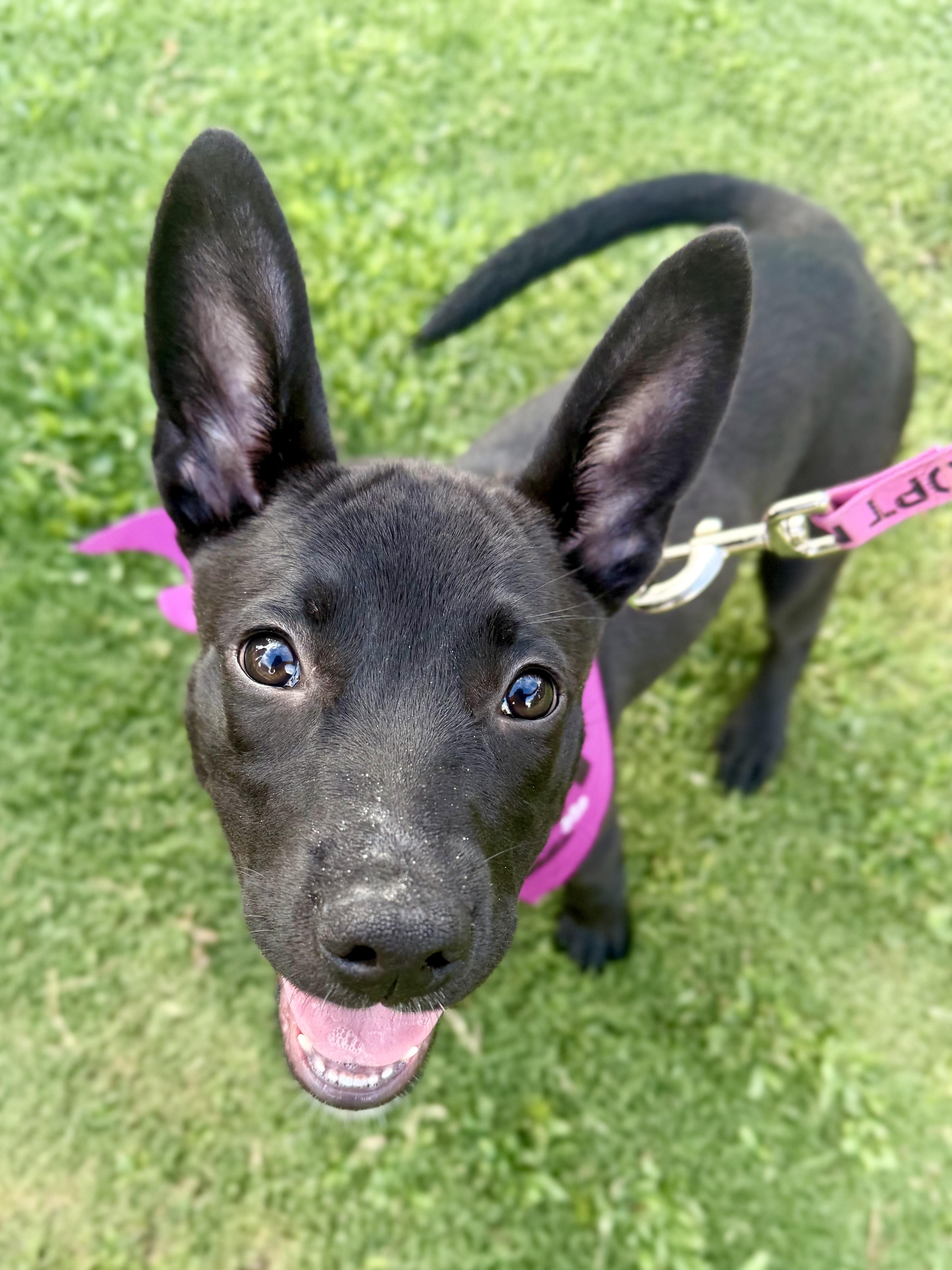 ZOE, a ADOPTABLE mixed breed in Fuquay Varina, NC image 3/6