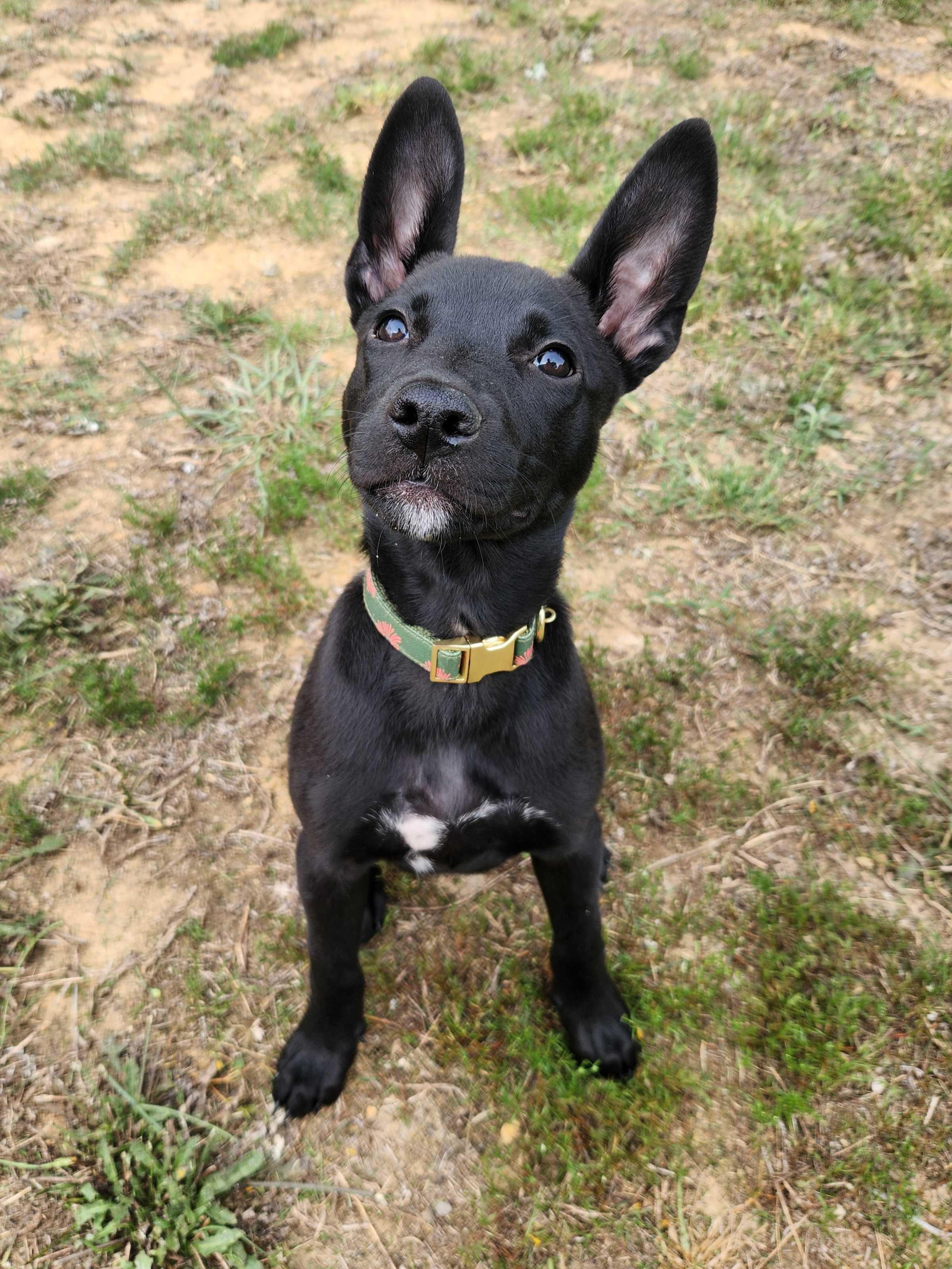 ZOE, a ADOPTABLE mixed breed in Fuquay Varina, NC image 2/6