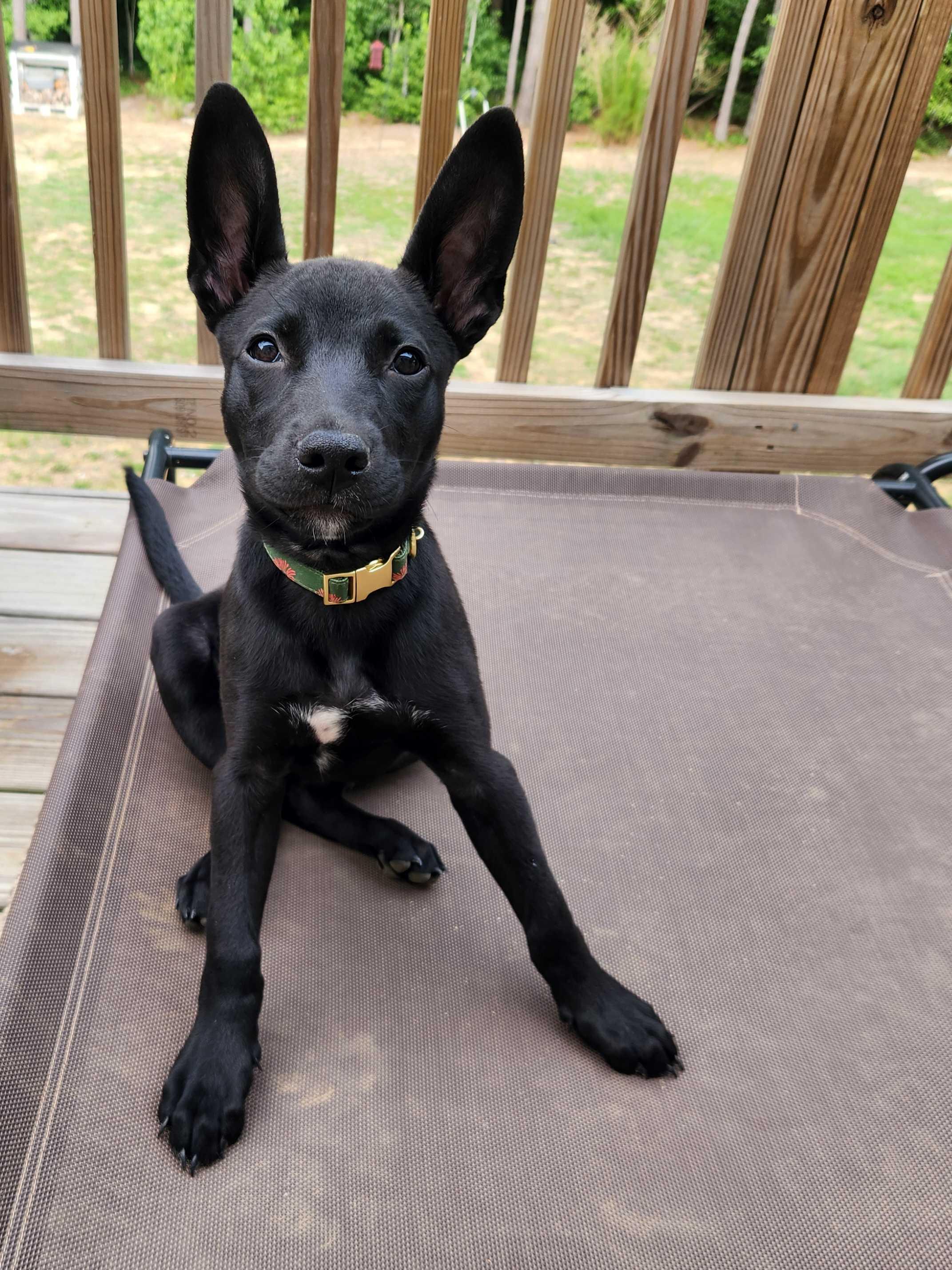 ZOE, a ADOPTABLE mixed breed in Fuquay Varina, NC image 1/6
