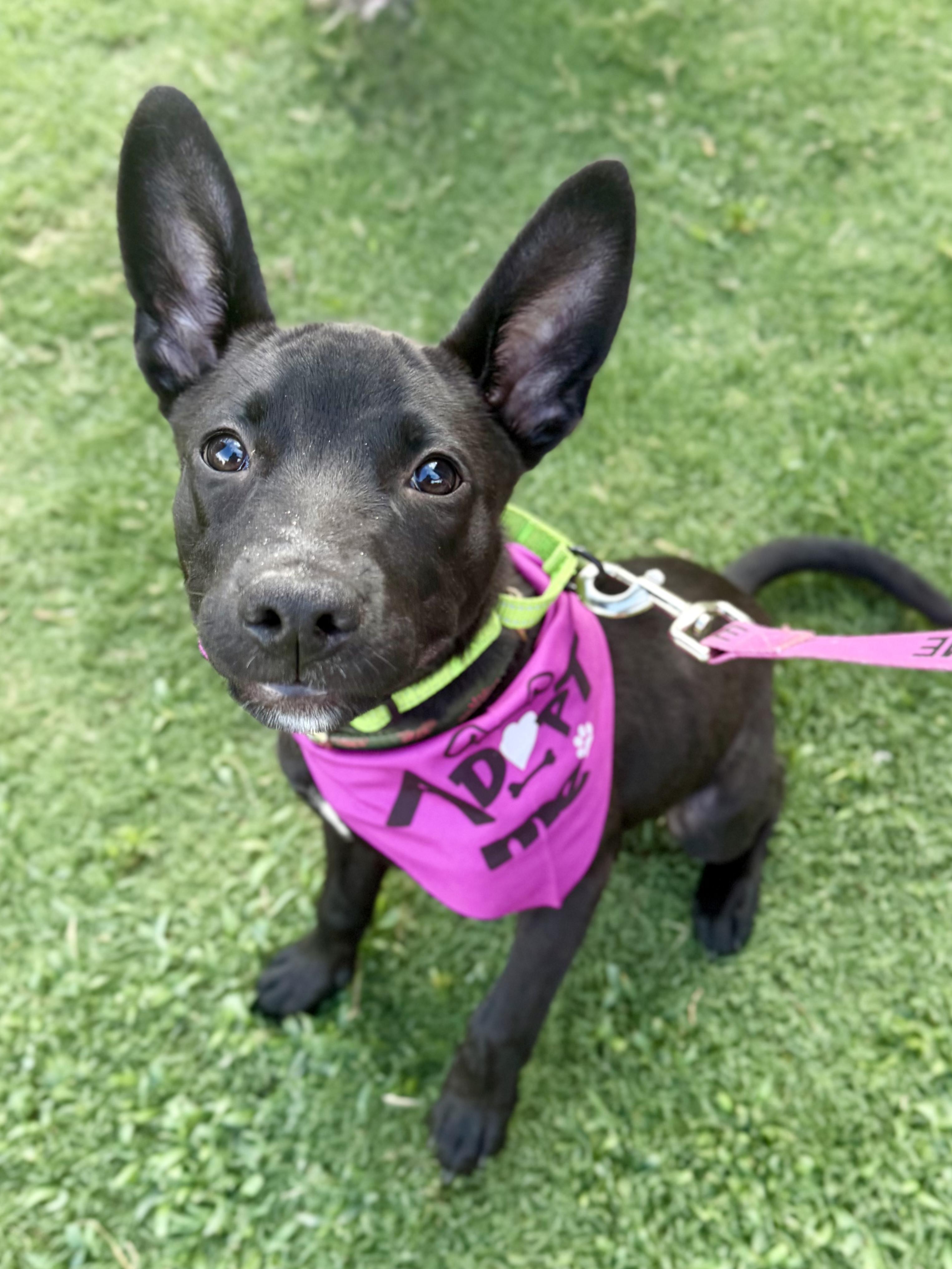 ZOE, a ADOPTABLE mixed breed in Fuquay Varina, NC image 2/6