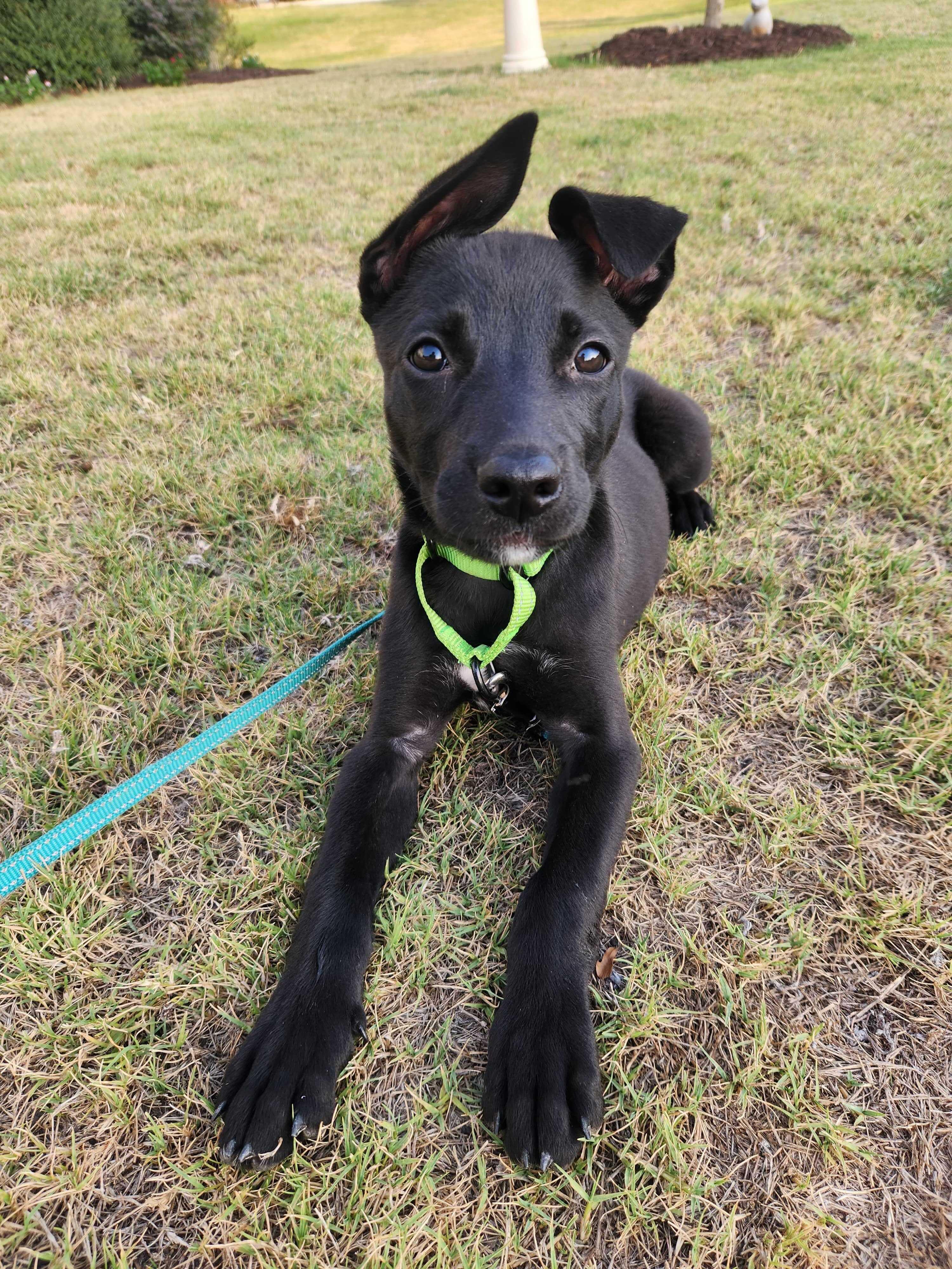 ZOE, a ADOPTABLE mixed breed in Fuquay Varina, NC image 3/6