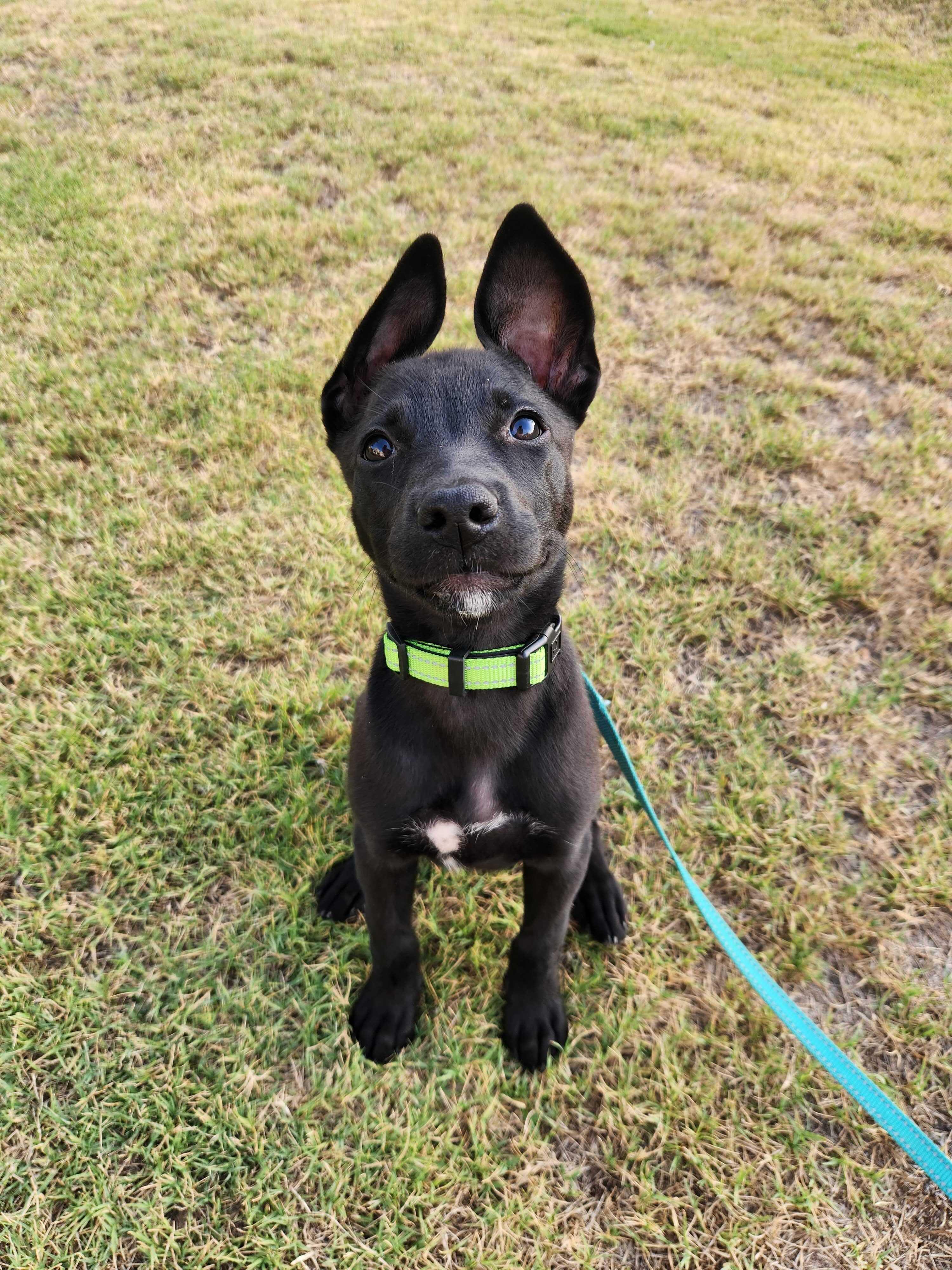 ZOE, a ADOPTABLE mixed breed in Fuquay Varina, NC image 4/6