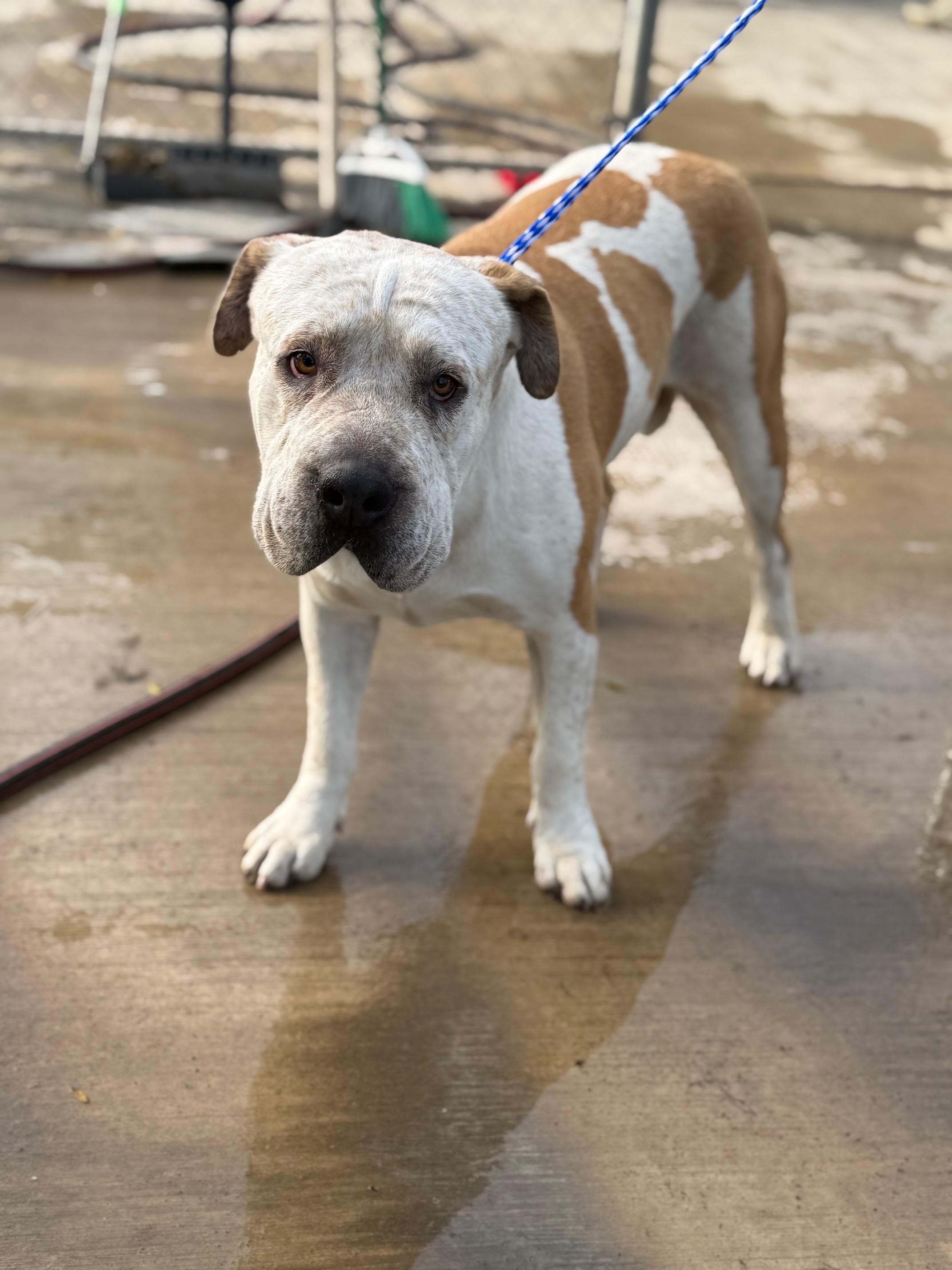 Suki, ADOPTABLE, Adult Female Chow Chow & Pit Bull Terrier.