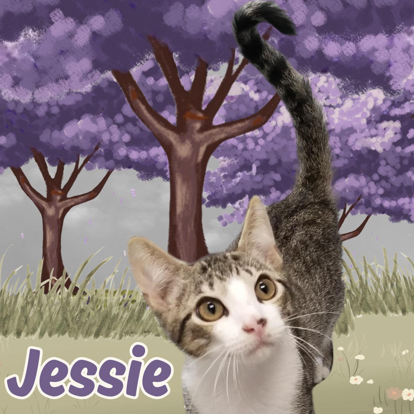 Jessie, adopted, Young Male Domestic Short Hair.