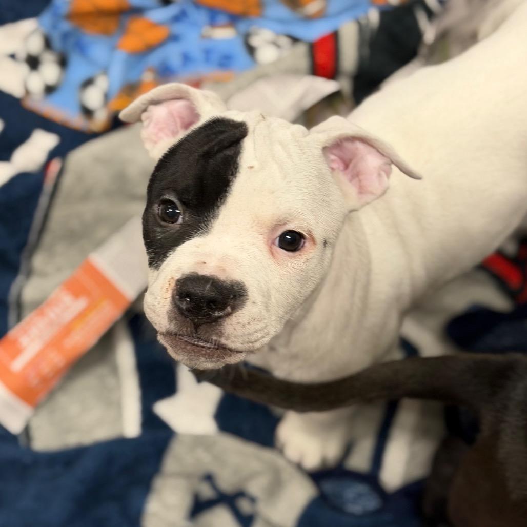 Enlarge Spot, a Adoptable Mixed Breed in DeKalb, IL image 1/5