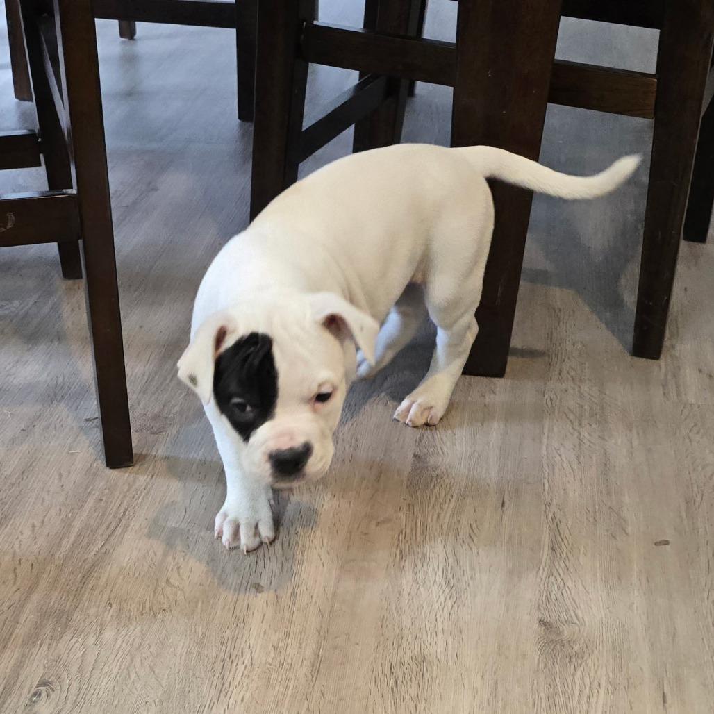 Enlarge Spot, a Adoptable Mixed Breed in DeKalb, IL image 2/5