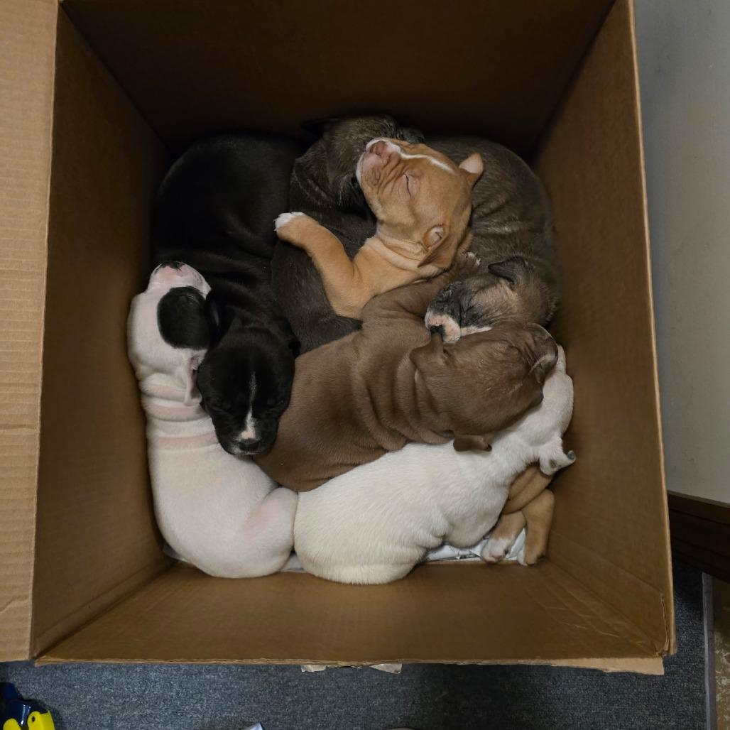 Enlarge Spot, a Adoptable Mixed Breed in DeKalb, IL image 3/5