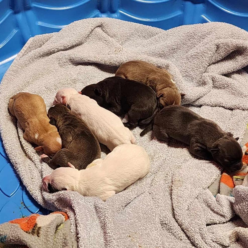 Enlarge Spot, a Adoptable Mixed Breed in DeKalb, IL image 4/5