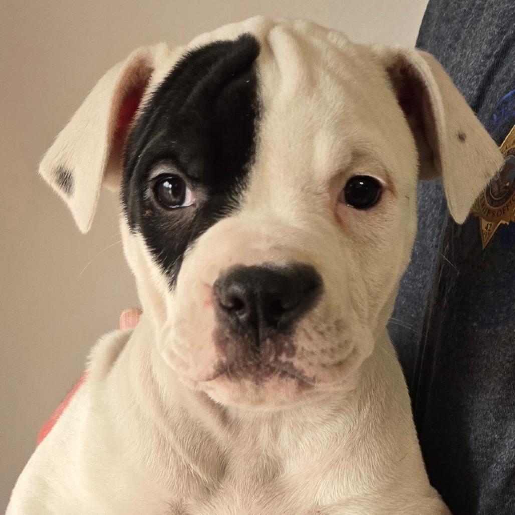 Enlarge Spot, a Adoptable Mixed Breed in DeKalb, IL image 5/5