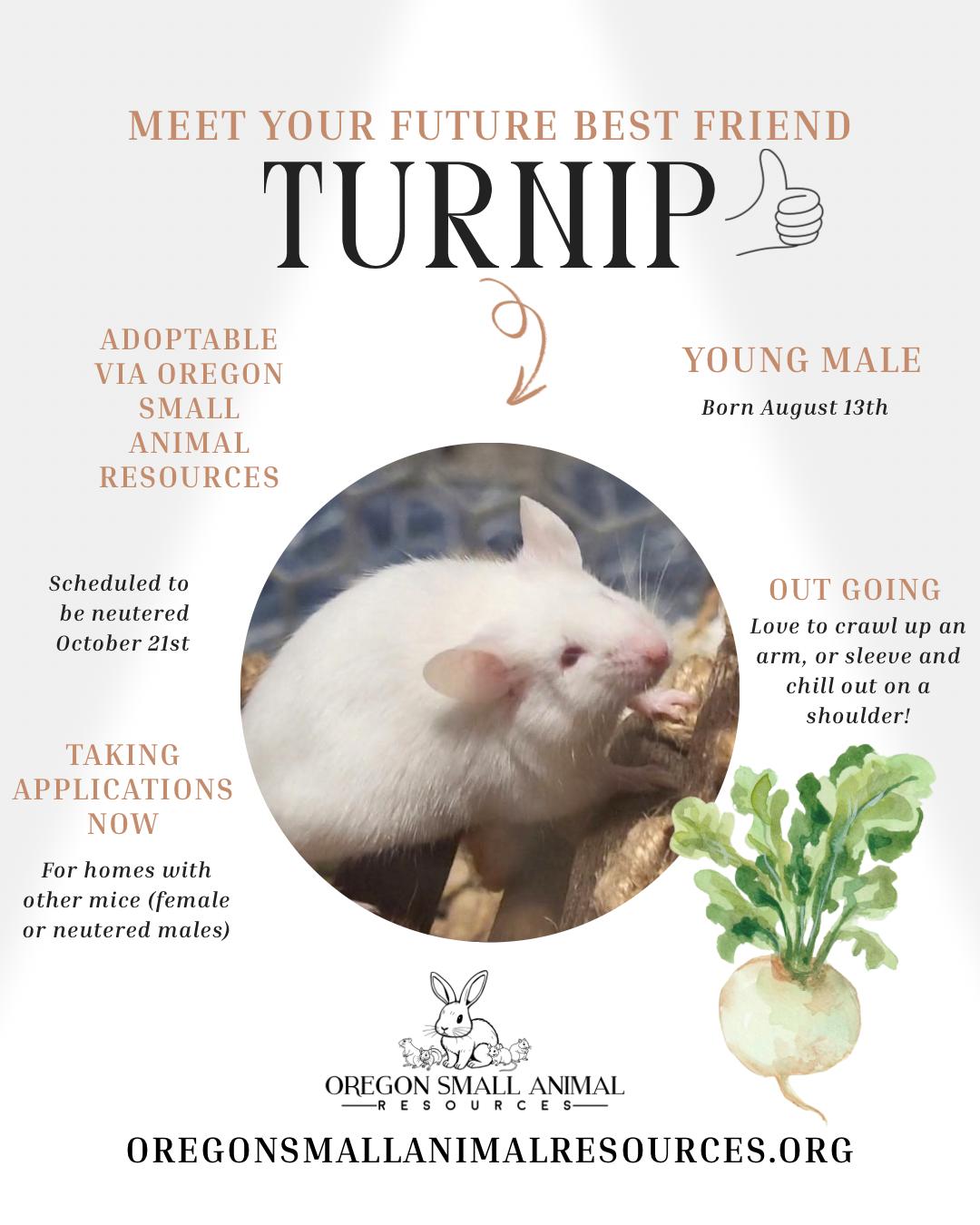 Turnip, Adoptable, Baby Male Mouse.