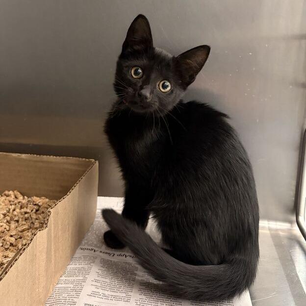Sandy, Adoptable, Kitten Female Domestic Short Hair.