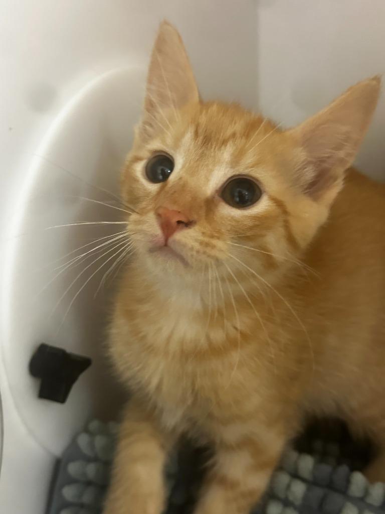 Wesley, Adoptable, Kitten Male American Bobtail.