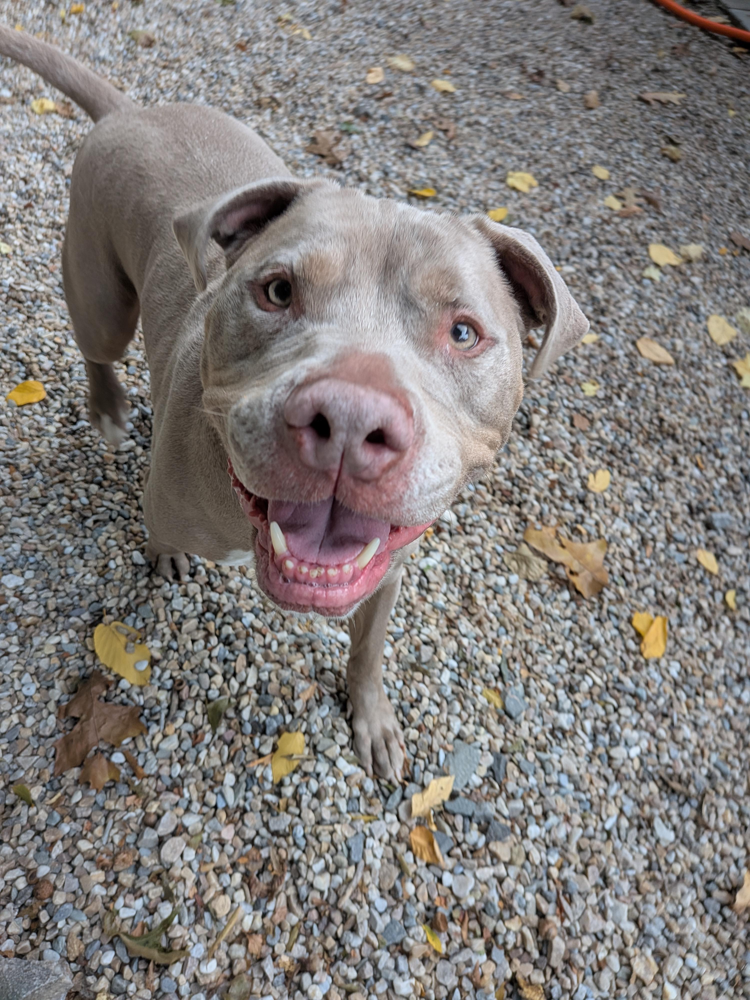 Enlarge Simba, a Adoptable mixed breed in Middlebury, CT image 1/4