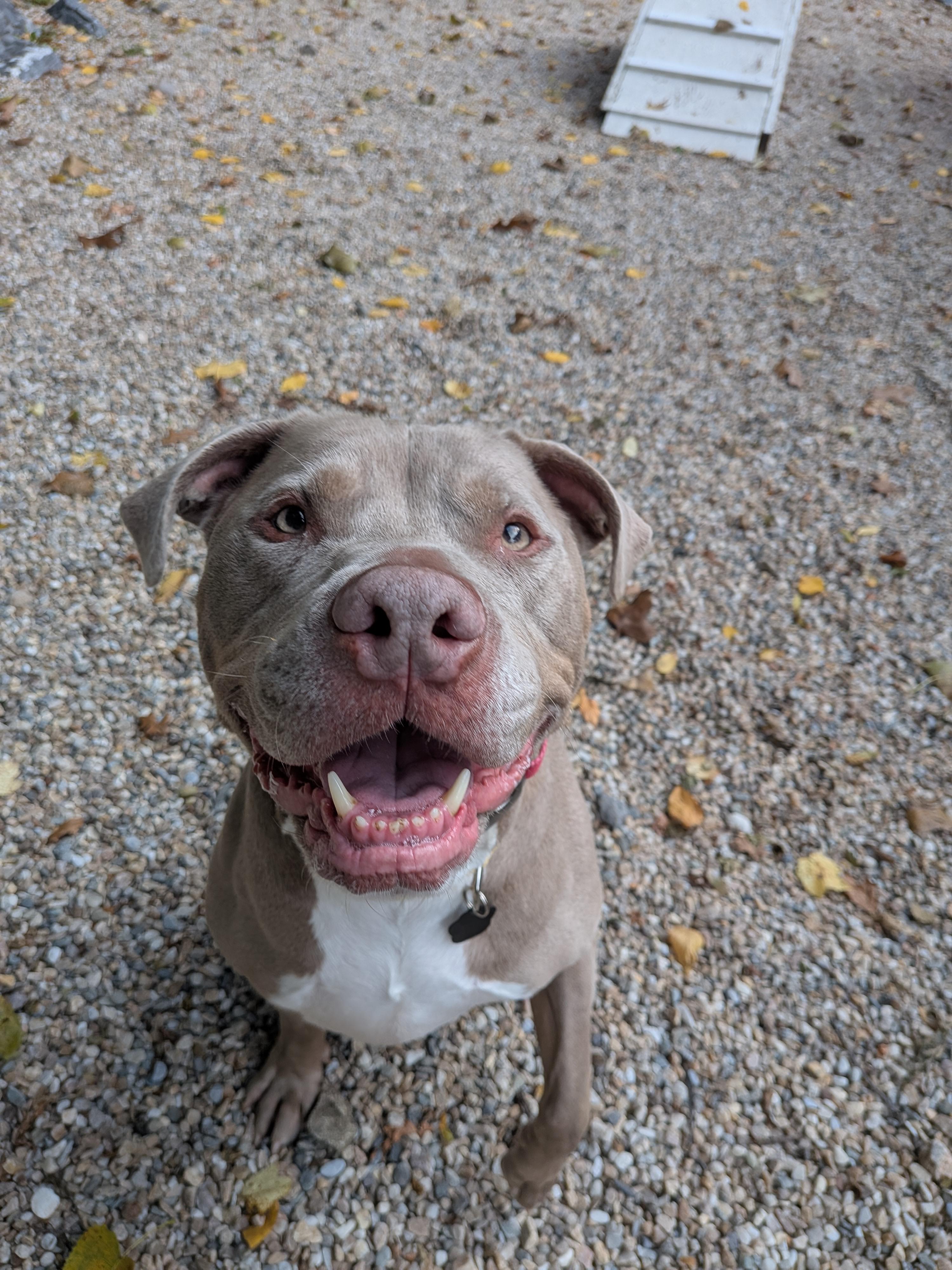 Enlarge Simba, a Adoptable mixed breed in Middlebury, CT image 2/4