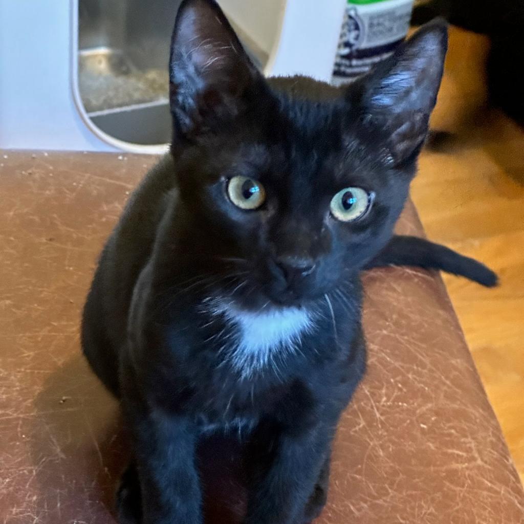 Enlarge Eclipse, a Adoptable Domestic Short Hair in Newport News, VA image 2/3