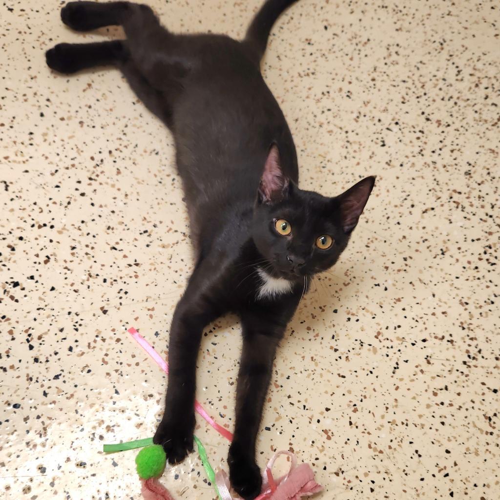 Enlarge Eclipse, a Adoptable Domestic Short Hair in Newport News, VA image 3/3