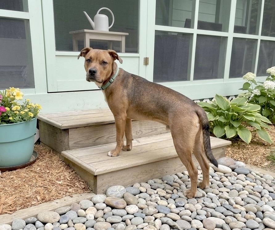 Rusty, Adoptable, Puppy Male Hound & Boxer.