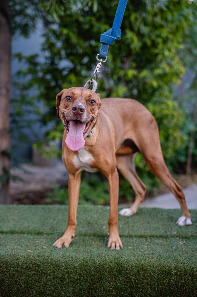 Ronnie, a Adoptable mixed breed in Anacortes, WA image 1/5