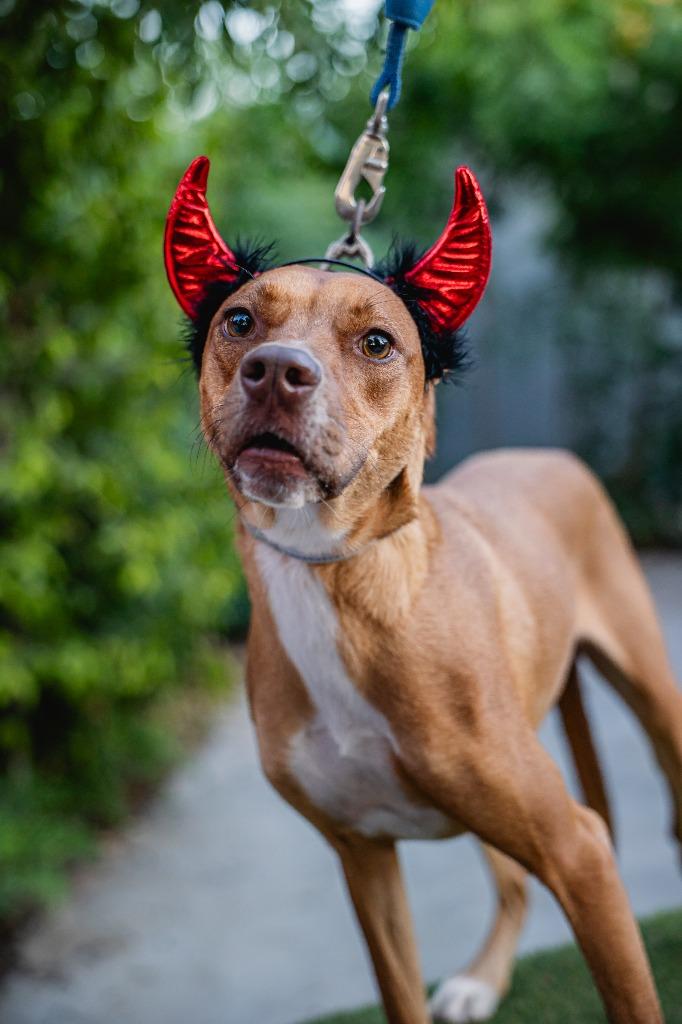 Ronnie, a Adoptable mixed breed in Anacortes, WA image 3/5