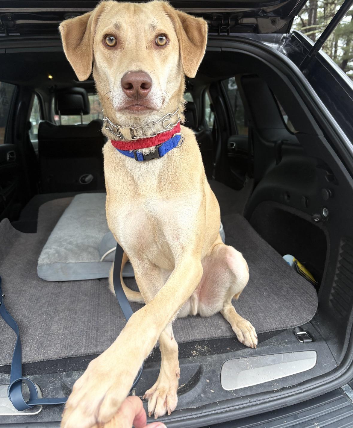 Enlarge Hawkeye, a Adoptable mixed breed in Pembroke, MA image 3/6