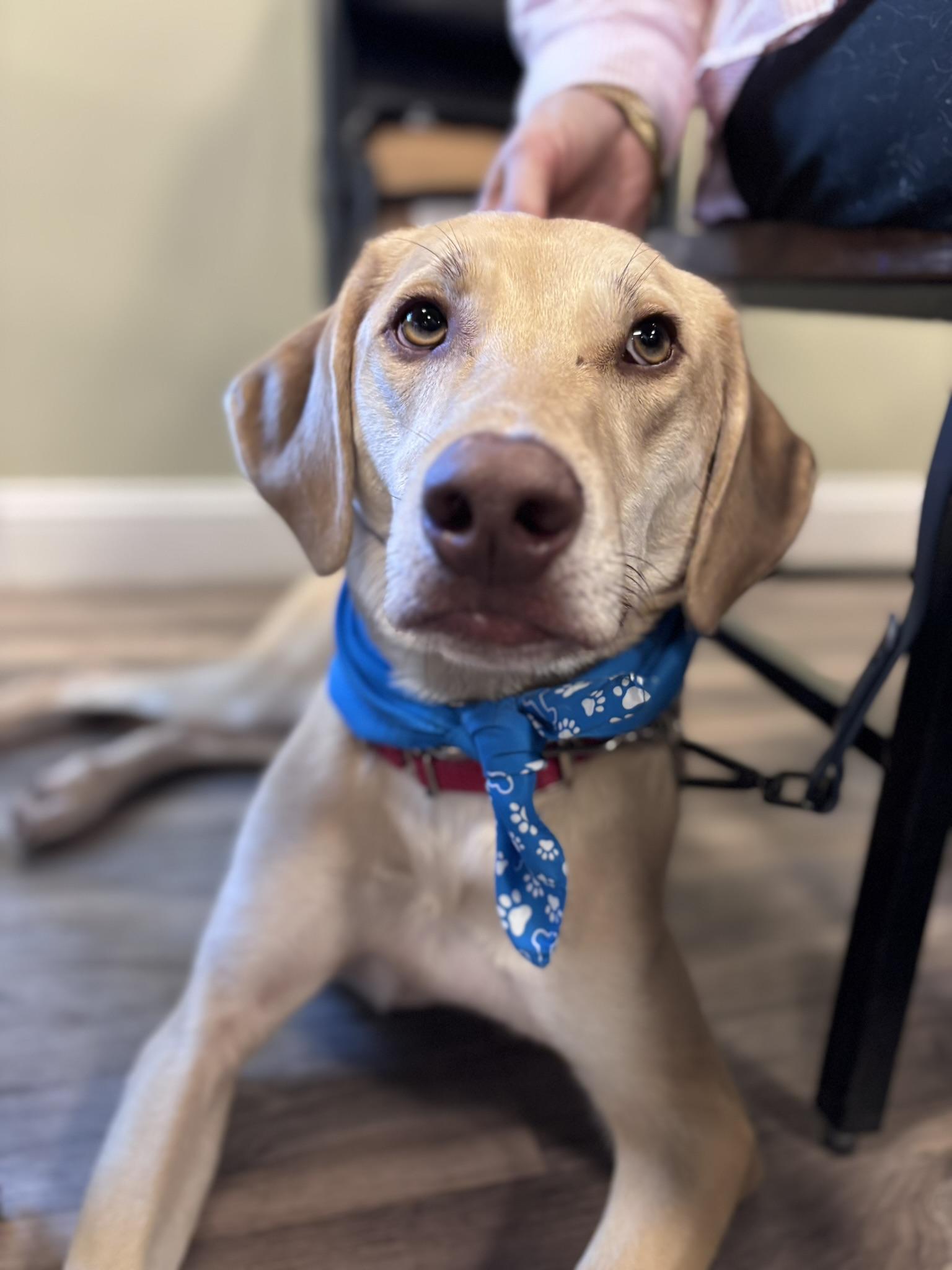 Hawkeye, Adoptable, Young Male Yellow Labrador Retriever.