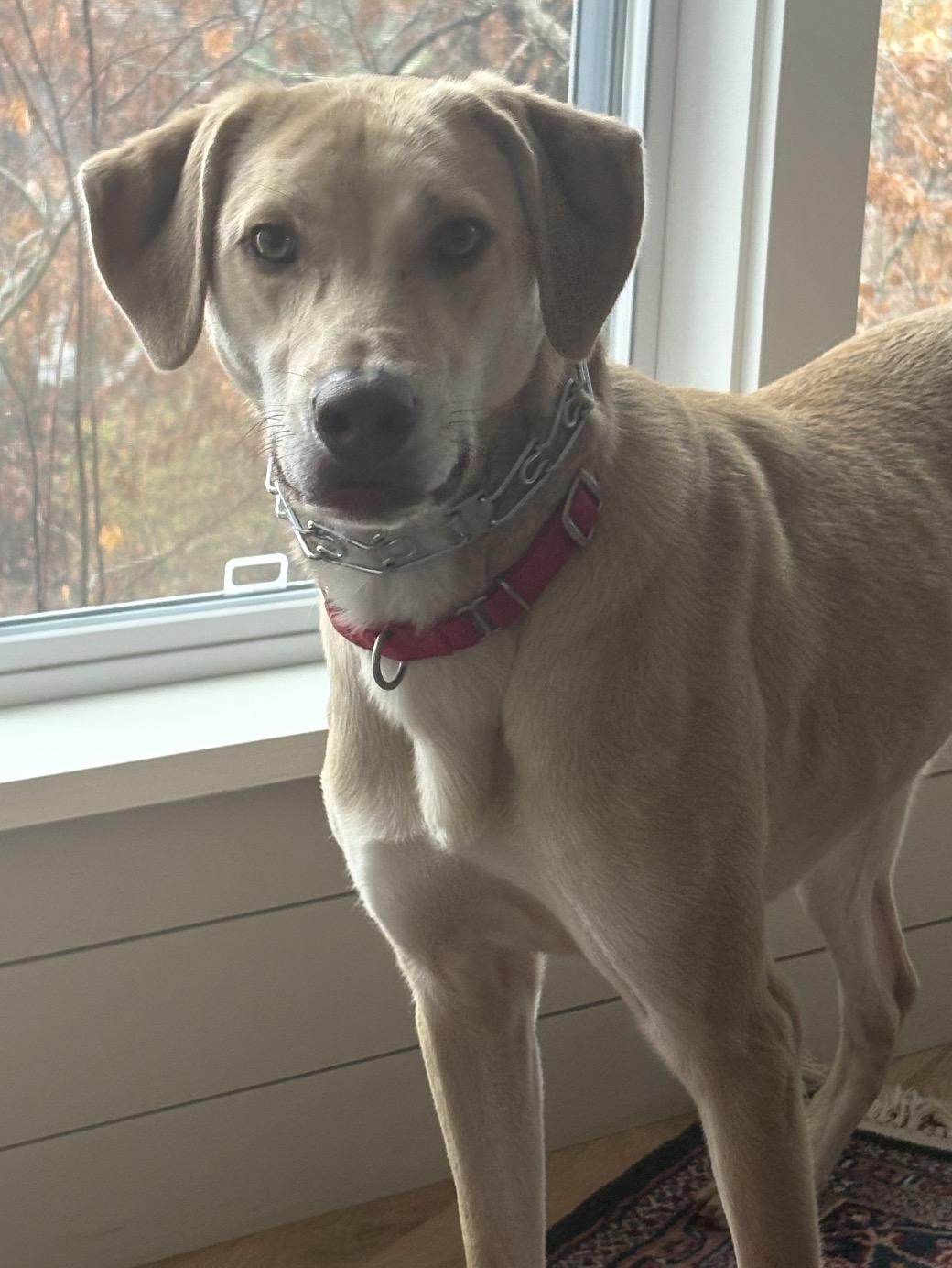 Enlarge Hawkeye, a Adoptable mixed breed in Pembroke, MA image 5/6