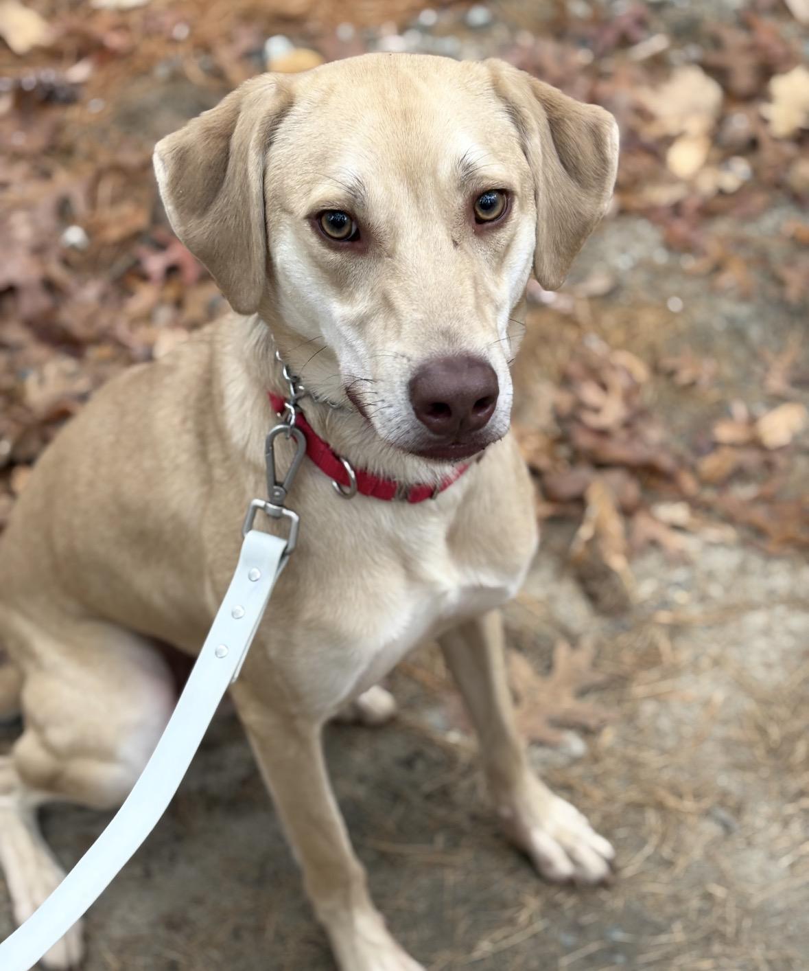 Enlarge Hawkeye, a Adoptable mixed breed in Pembroke, MA image 4/6