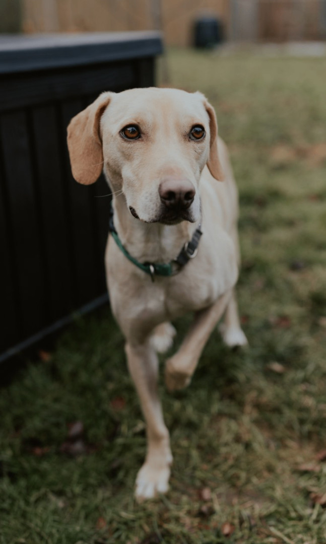 Enlarge Curly, a Adopted mixed breed in North York, ON image 1/6