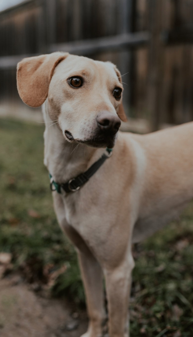 Enlarge Curly, a Adopted mixed breed in North York, ON image 2/6