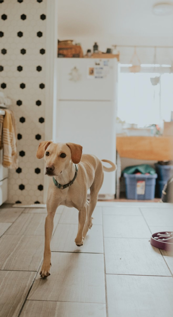 Enlarge Curly, a Adopted mixed breed in North York, ON image 3/6