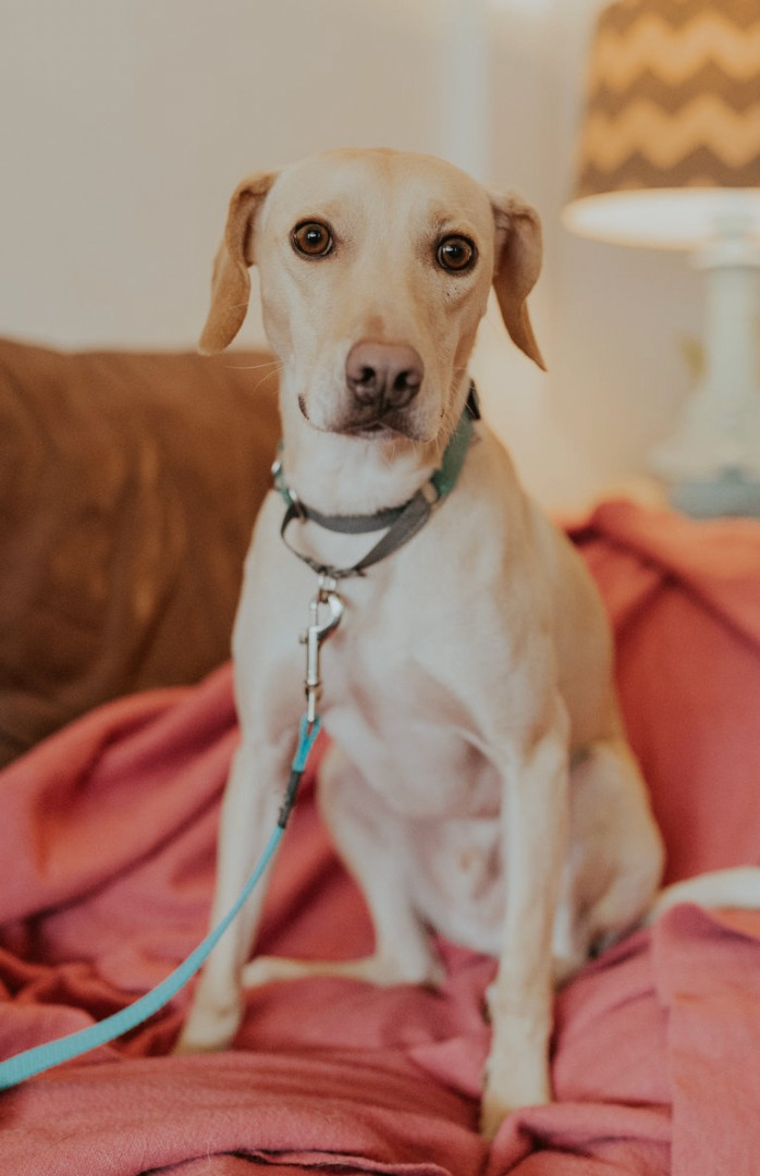 Enlarge Curly, a Adopted mixed breed in North York, ON image 4/6