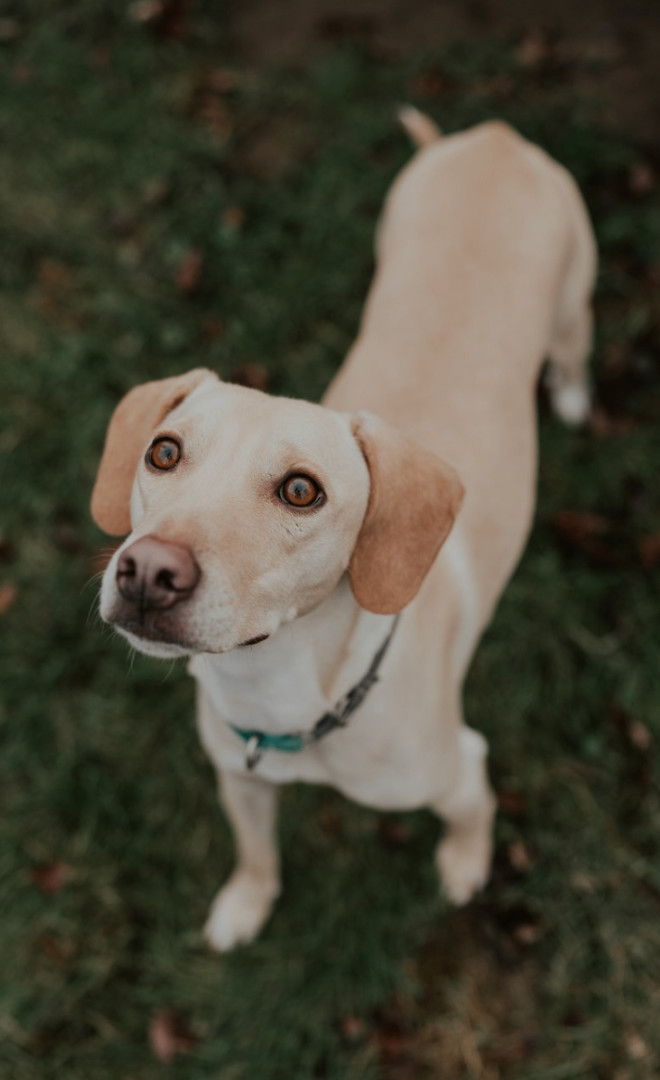 Enlarge Curly, a Adopted mixed breed in North York, ON image 5/6