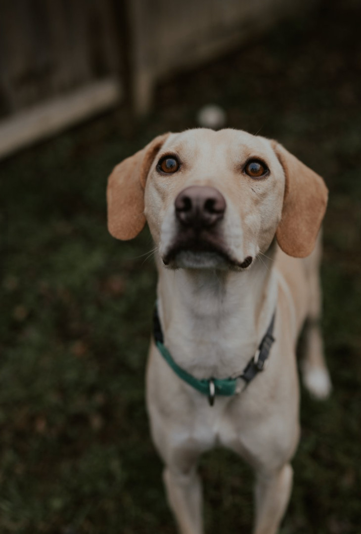 Enlarge Curly, a Adopted mixed breed in North York, ON image 6/6