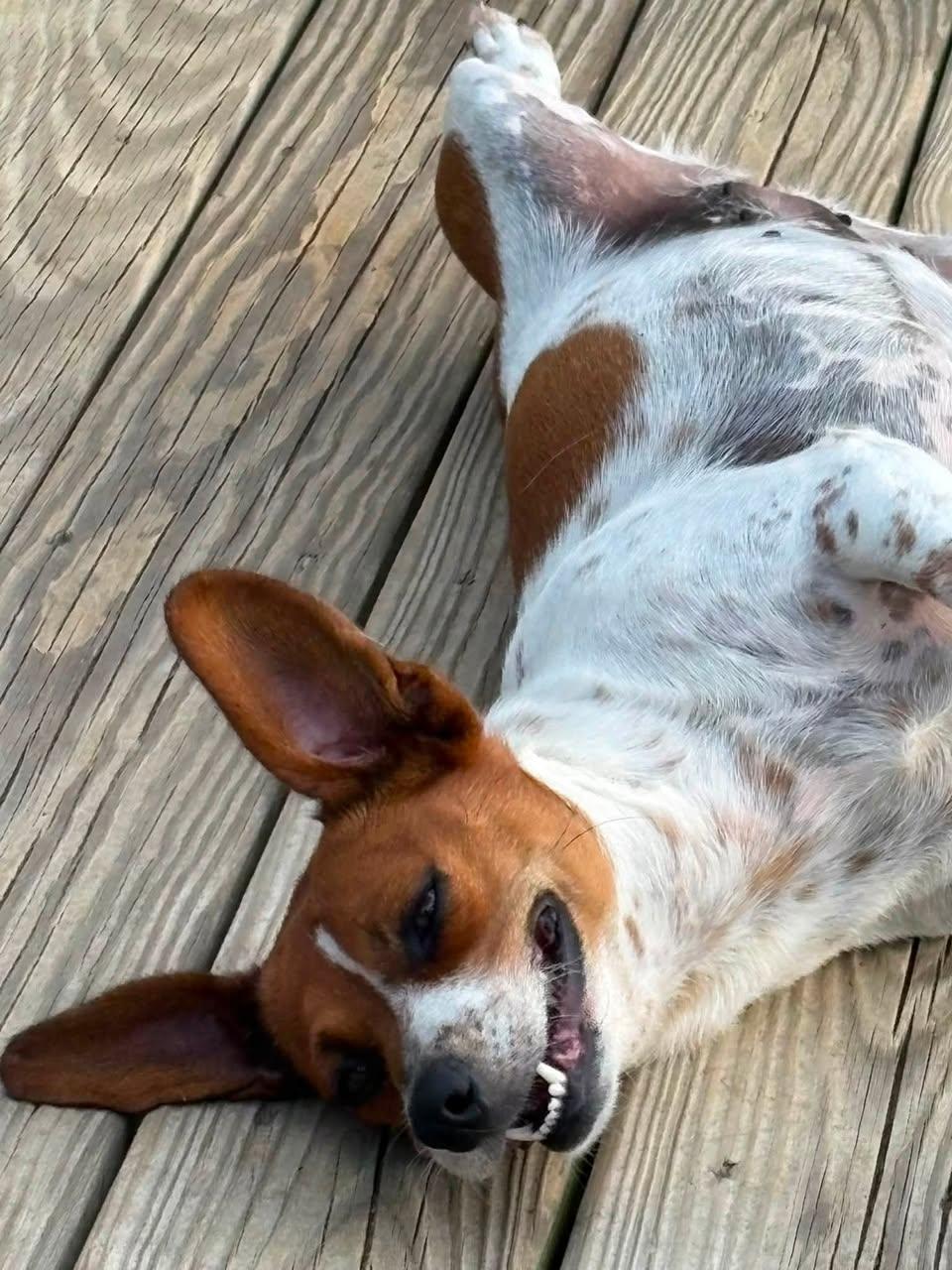 Renne, Adoptable, Adult Female Chihuahua & Terrier.