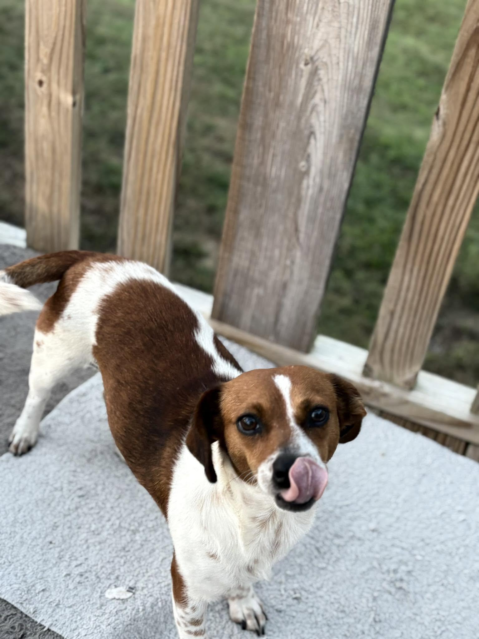 Enlarge Renne, a Adoptable mixed breed in Holly Springs, NC image 3/3