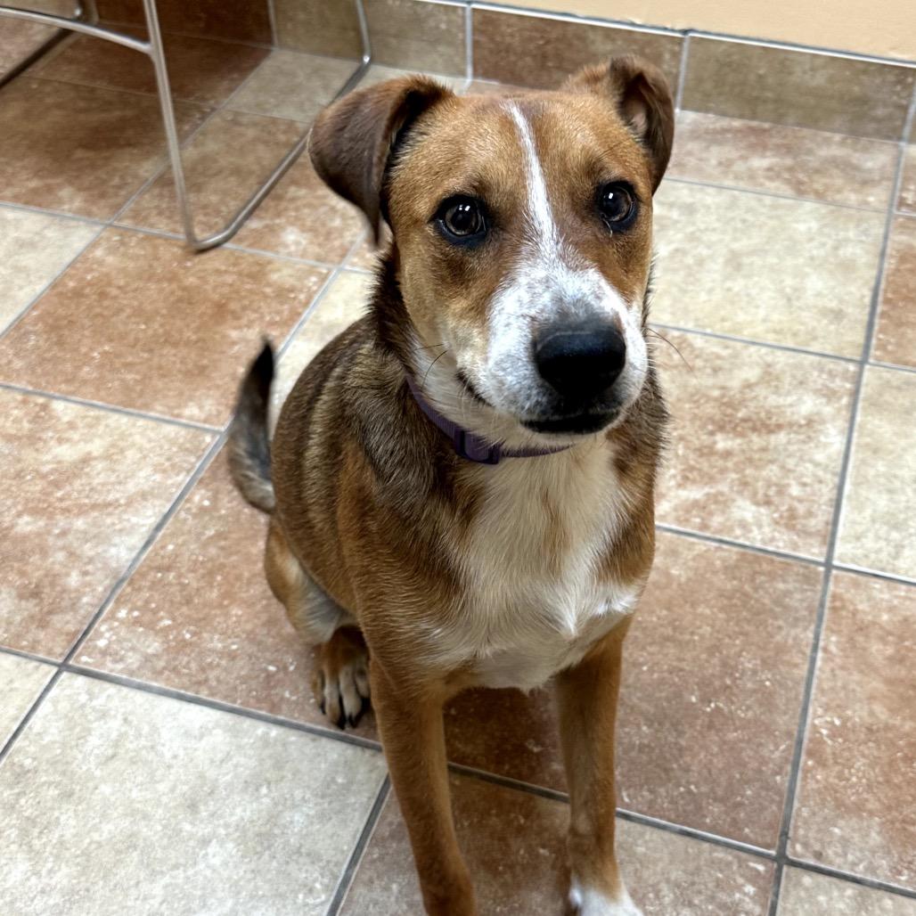 Enlarge Thea (Lilah), a Adoptable mixed breed in Midland, TX image 1/4