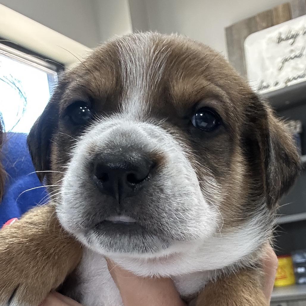 Enlarge Thea (Lilah), a Adoptable mixed breed in Midland, TX image 2/4