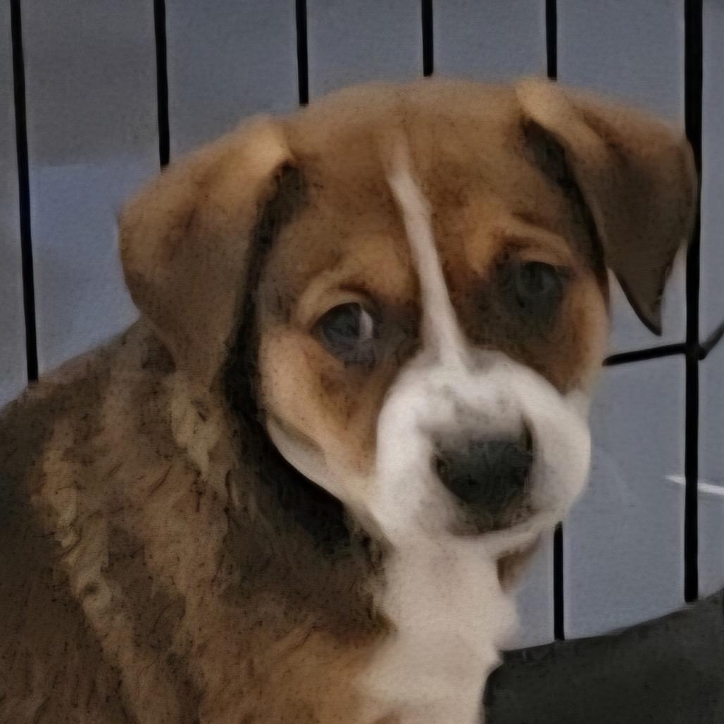 Enlarge Thea (Lilah), a Adoptable mixed breed in Midland, TX image 3/4