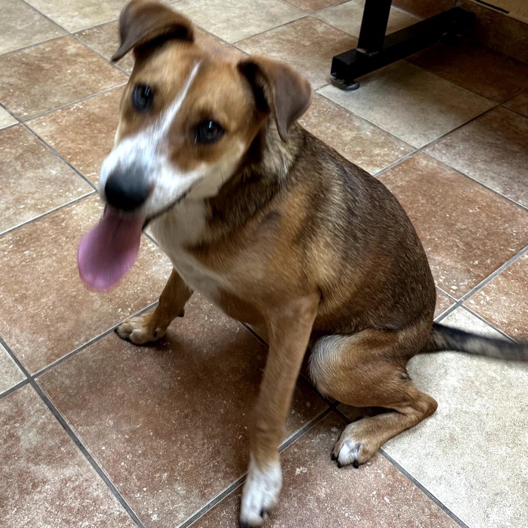 Enlarge Thea (Lilah), a Adoptable mixed breed in Midland, TX image 4/4