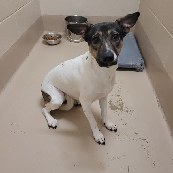 Pen 167c Lady, Adoptable, Adult Female Fox Terrier.