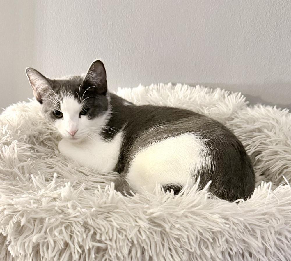 Kitten: XimXim, Adoptable, Kitten Female Domestic Short Hair.