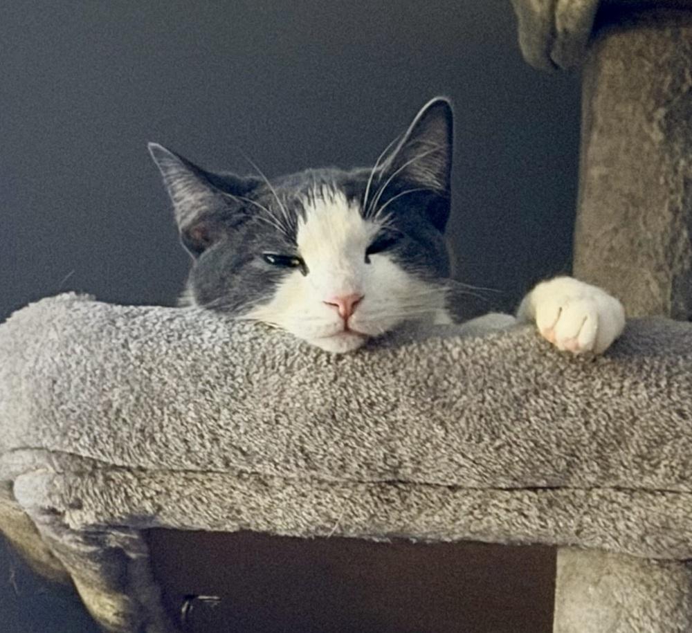 Enlarge Kitten: XimXim, a Adoptable Domestic Short Hair in catonsville , MD image 2/4