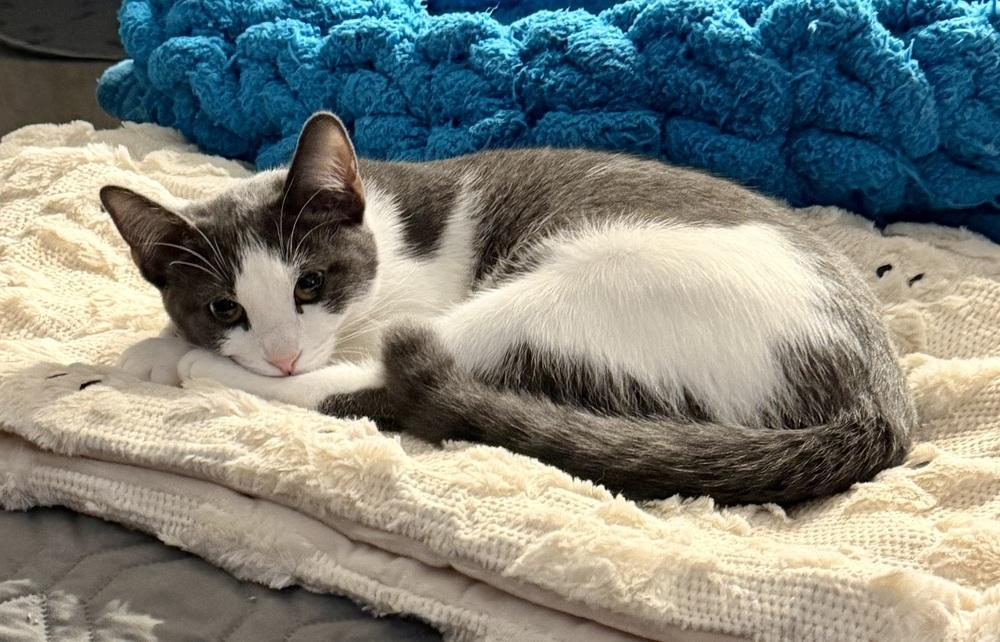 Enlarge Kitten: XimXim, a Adoptable Domestic Short Hair in catonsville , MD image 3/4
