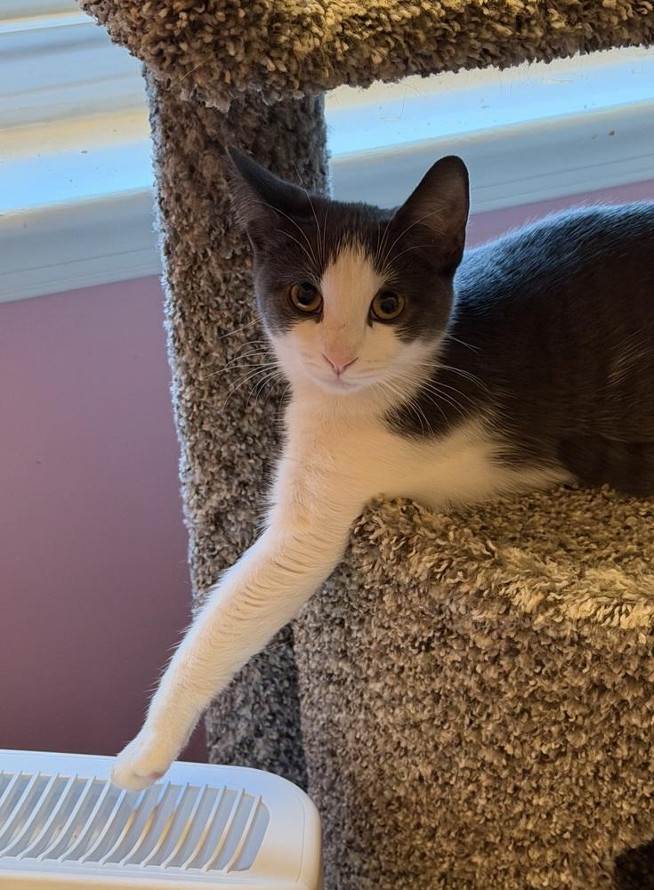 Enlarge Kitten: XimXim, a Adoptable Domestic Short Hair in catonsville , MD image 4/4