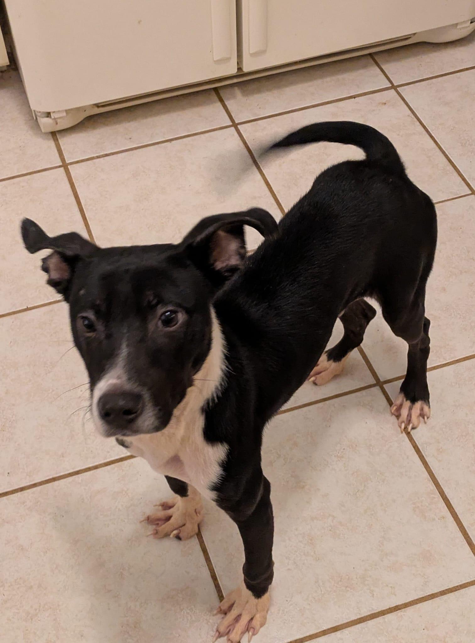 Enlarge Goku, an adopted mixed breed in Crystal Lake, IL image 3/6