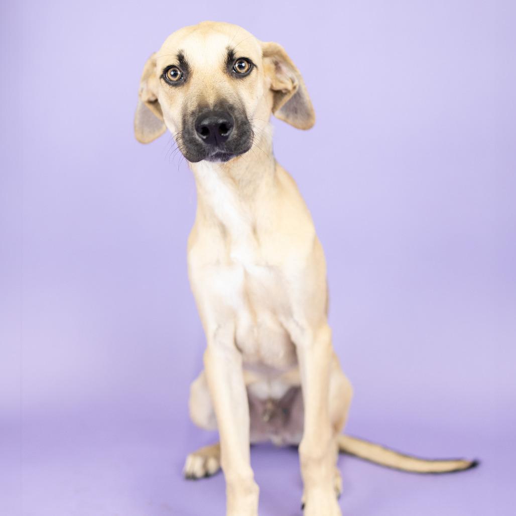 Michael, Adoptable, Young Male Black Mouth Cur.