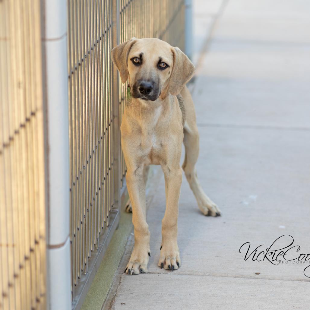 Enlarge Michael, a Adoptable Black Mouth Cur in Portland, OR image 2/4